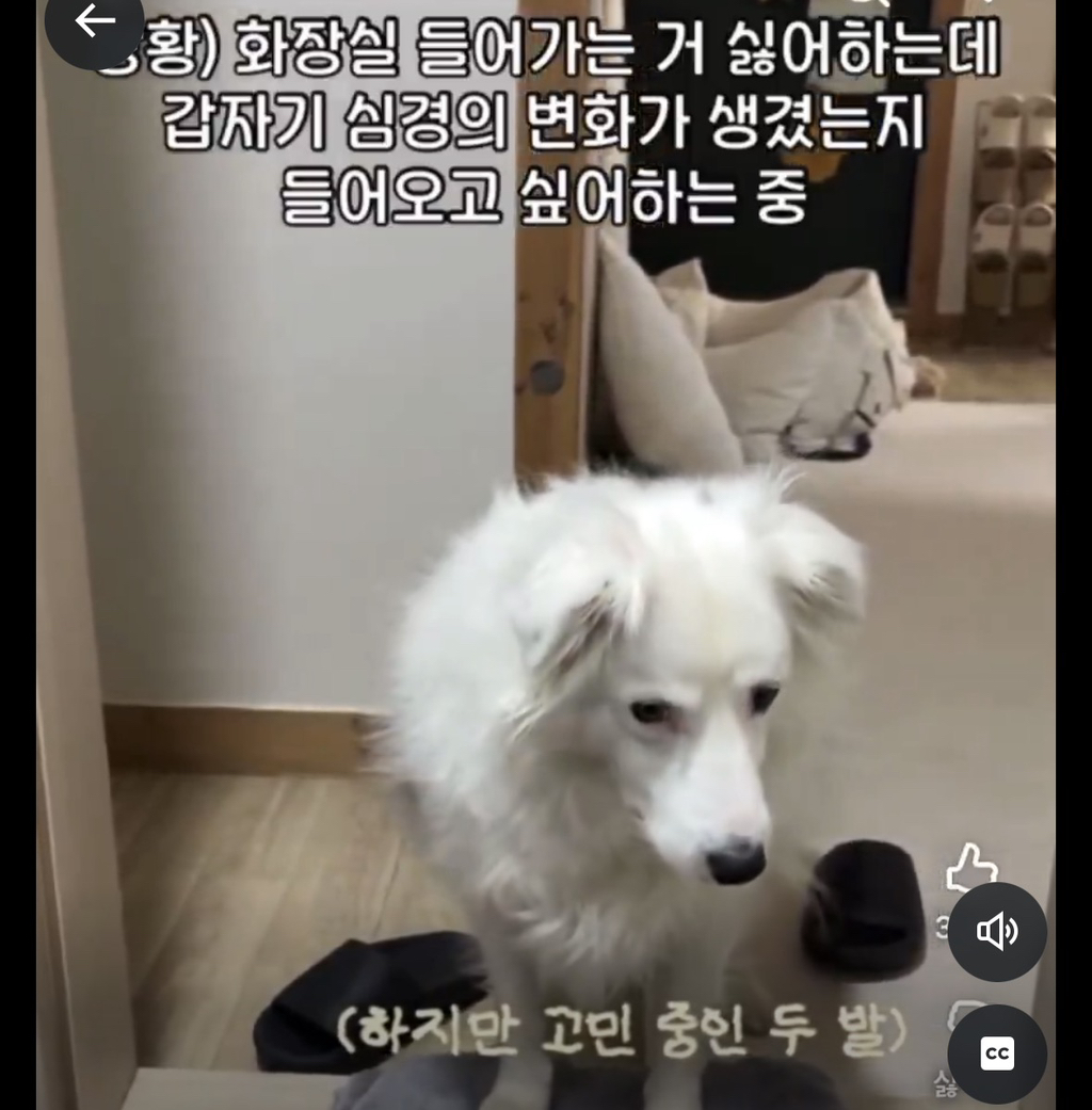 주인-따라-화장실에-들어온-강아지가-한-말-1-이미지