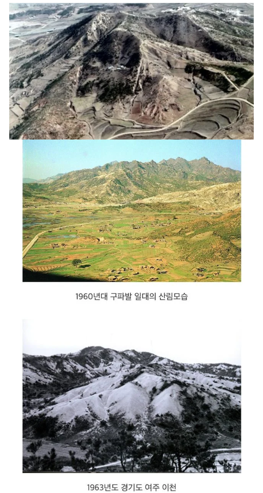 우리나라-산에-나무가-많은-이유.txtjpg-0-이미지