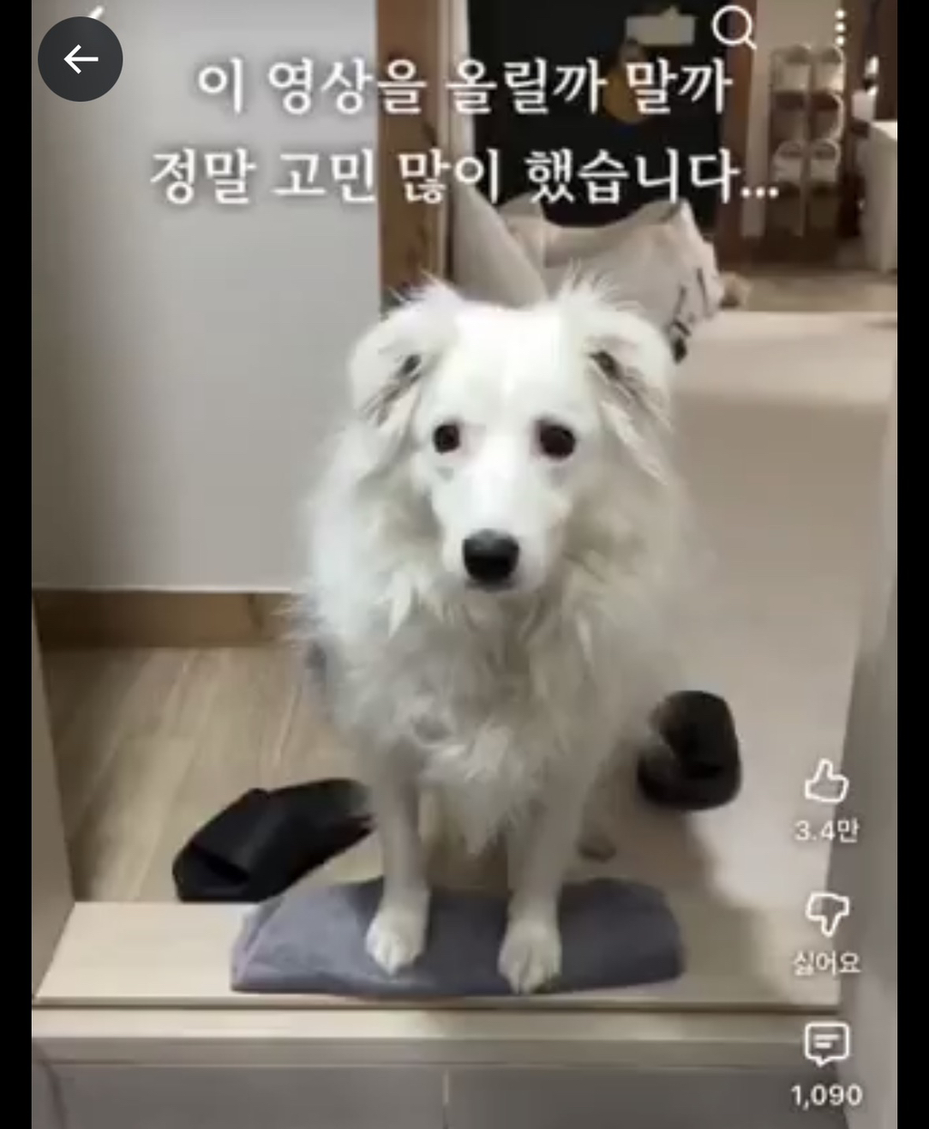 주인-따라-화장실에-들어온-강아지가-한-말-0-이미지
