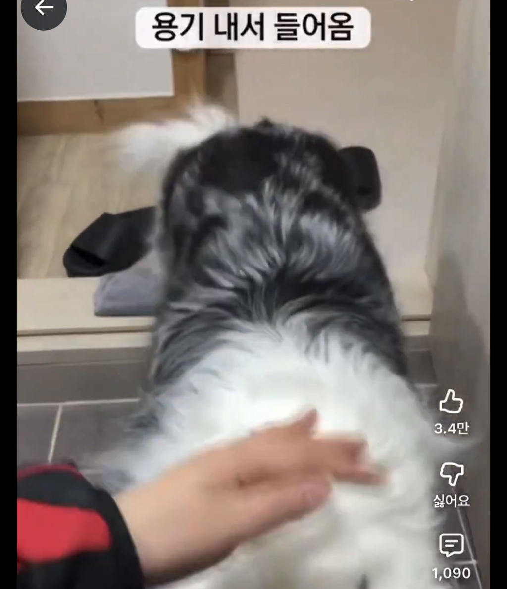 주인-따라-화장실에-들어온-강아지가-한-말-2-이미지