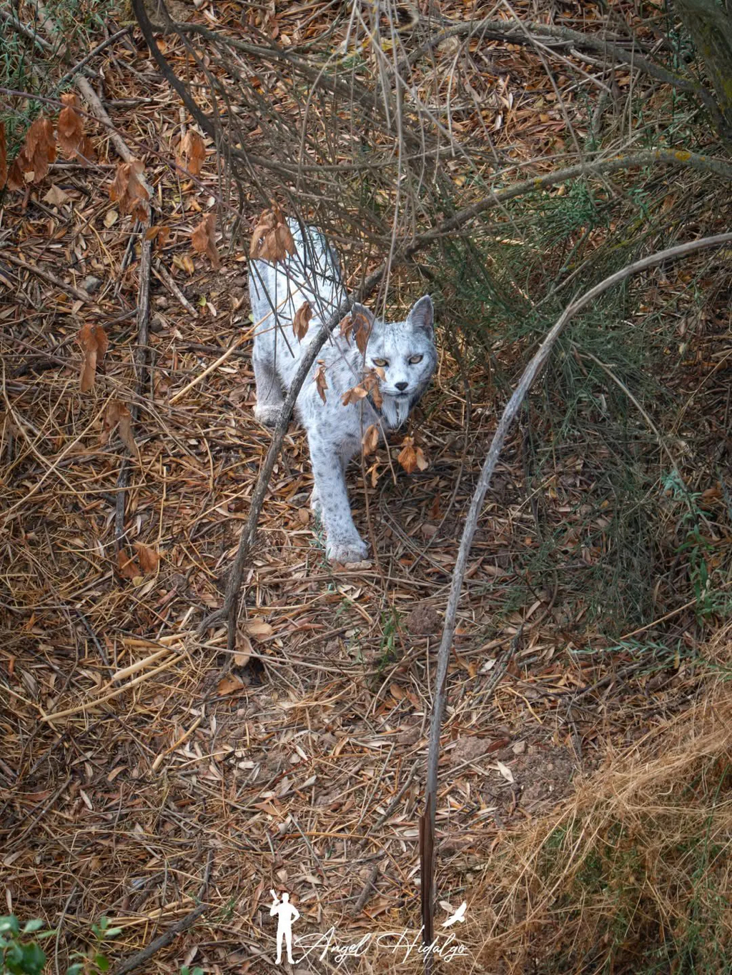 올해-세계-최초로-공개된-동물-2-이미지