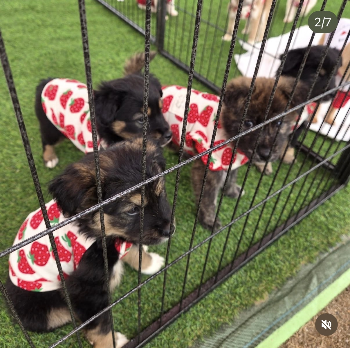 헉소리-나오는-논산시-딸기-축제-근황....JPG-1-이미지
