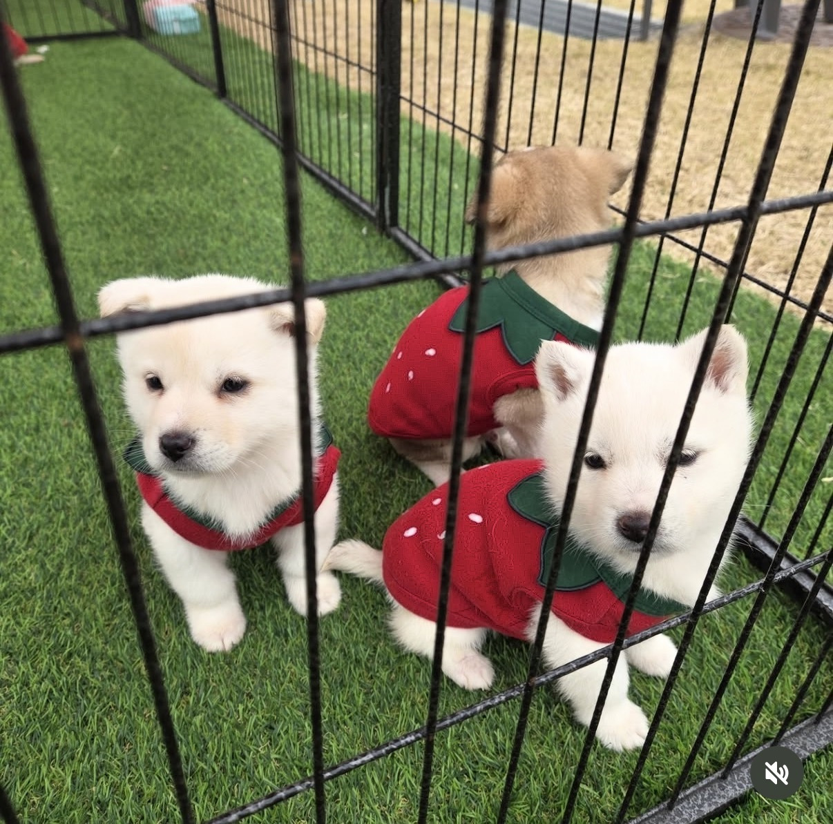 헉소리-나오는-논산시-딸기-축제-근황....JPG-0-이미지