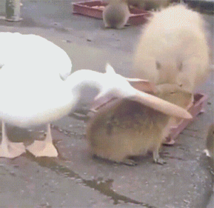 카피바라-먹고-싶은데-못-먹어서-시무룩한-펠리컨.gif-0-이미지