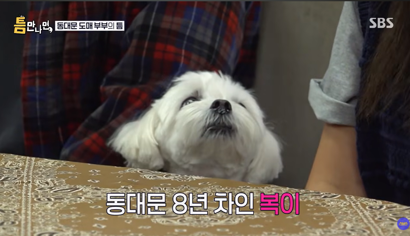 틈만-나면-나온-강아지가-너무-귀여워..............................ㅠㅠㅠㅠ-4-이미지