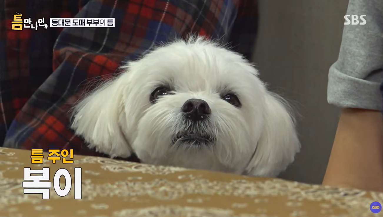 틈만-나면-나온-강아지가-너무-귀여워..............................ㅠㅠㅠㅠ-0-이미지