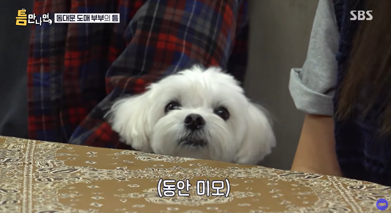 틈만-나면-나온-강아지가-너무-귀여워..............................ㅠㅠㅠㅠ-5-이미지