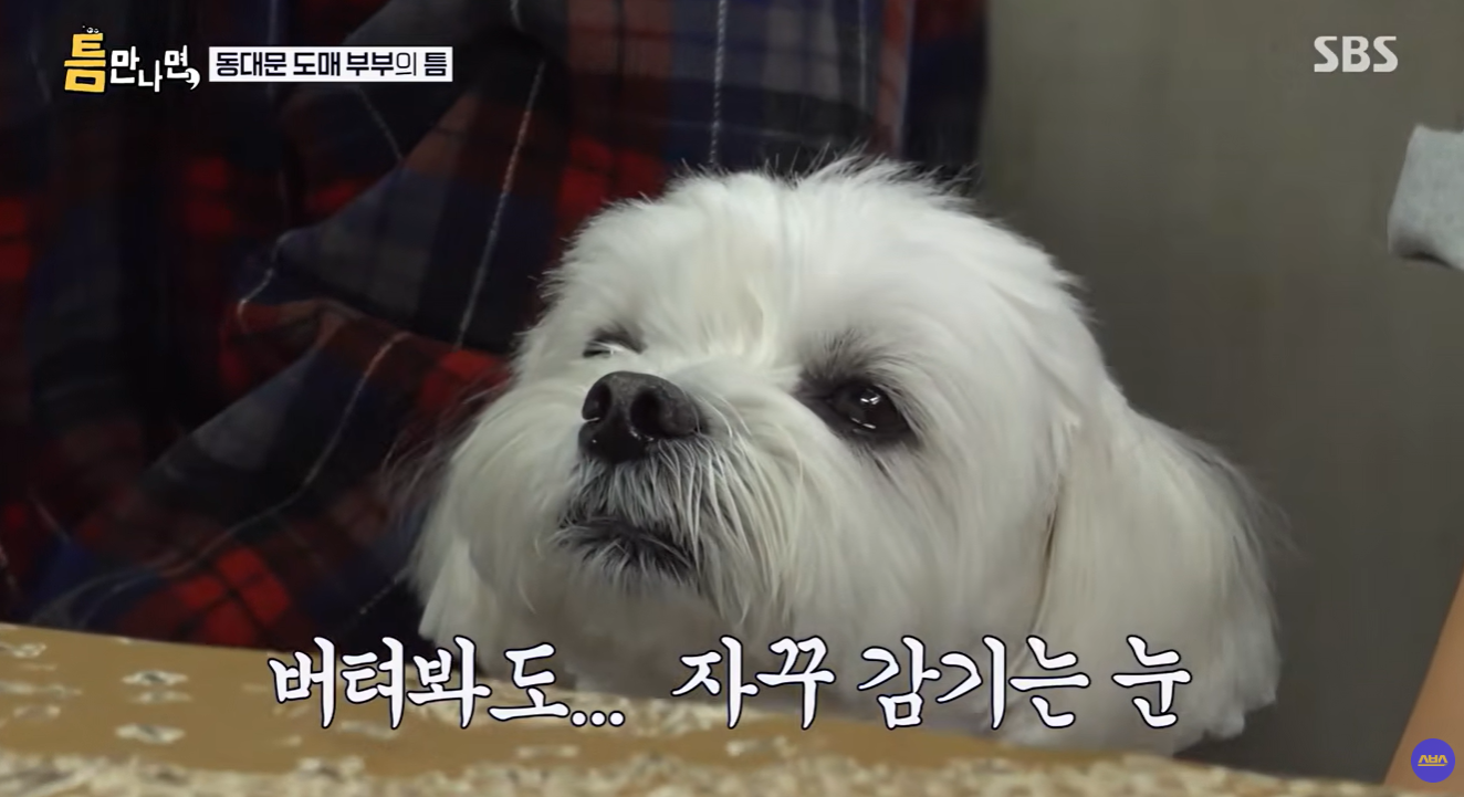 틈만-나면-나온-강아지가-너무-귀여워..............................ㅠㅠㅠㅠ-8-이미지