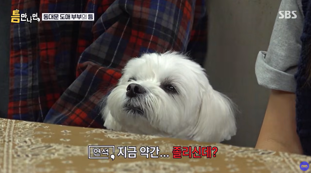 틈만-나면-나온-강아지가-너무-귀여워..............................ㅠㅠㅠㅠ-6-이미지