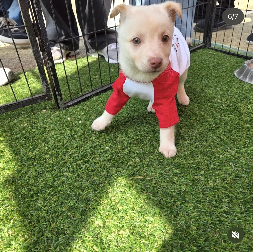 논산딸기축제-가면-제일-먼저-줄서야하는-부스.jpg-6-이미지