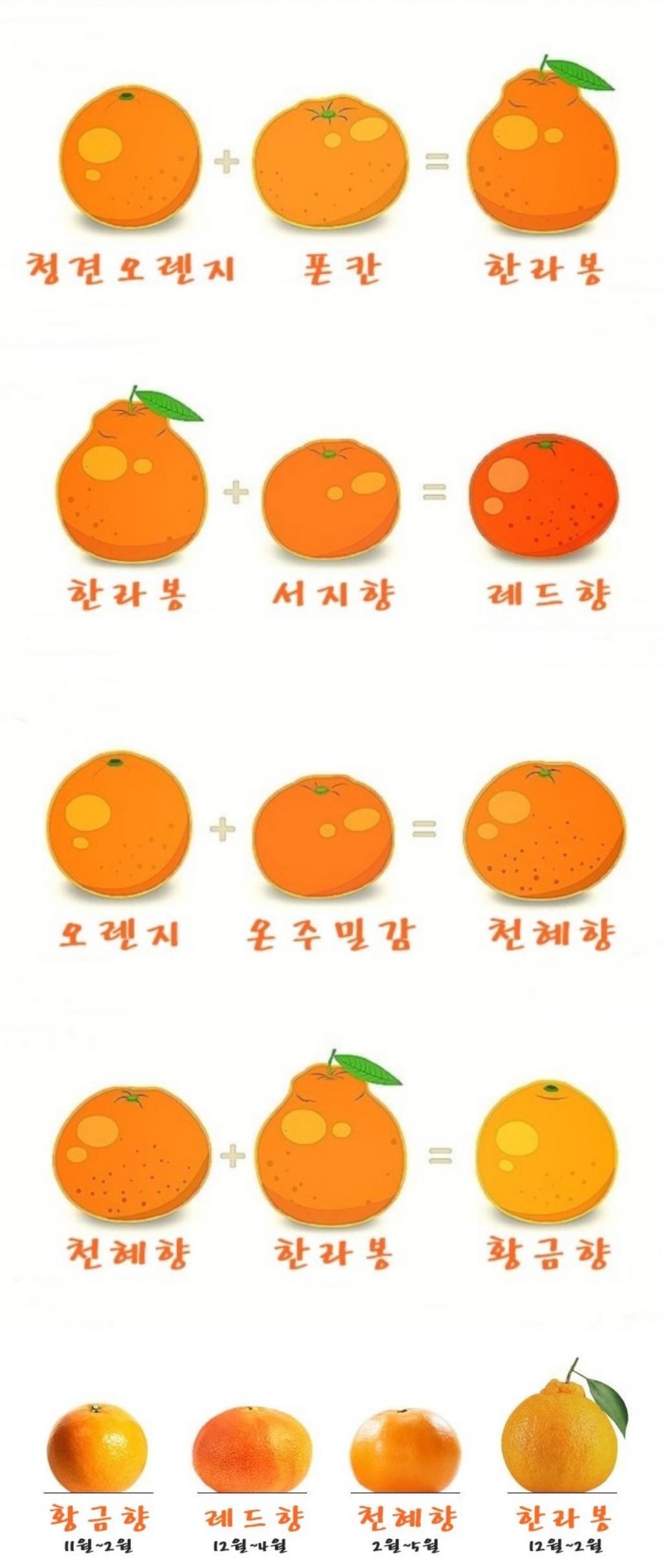 한라봉,-천혜향,-레드향,-황금향의-차이.jpg-4-이미지