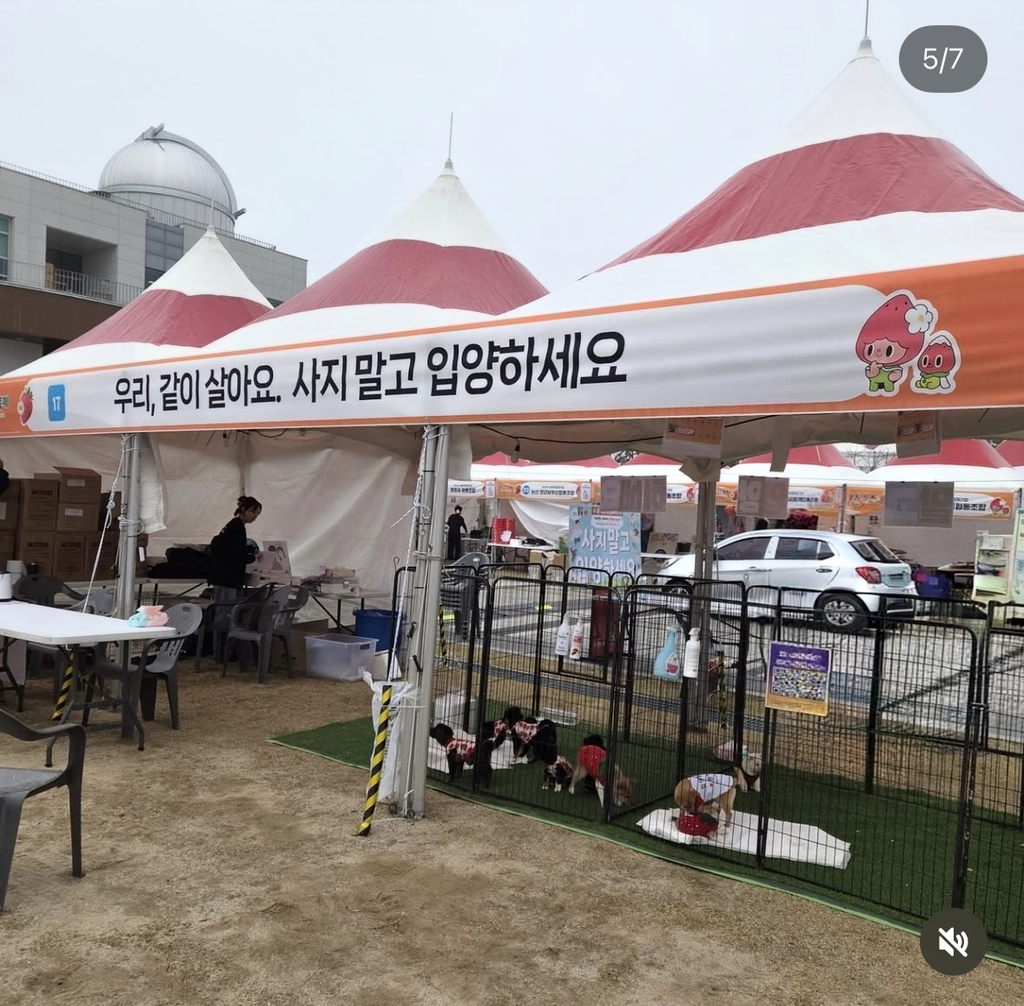 논산딸기축제-가면-제일-먼저-줄서야하는-부스.jpg-10-이미지