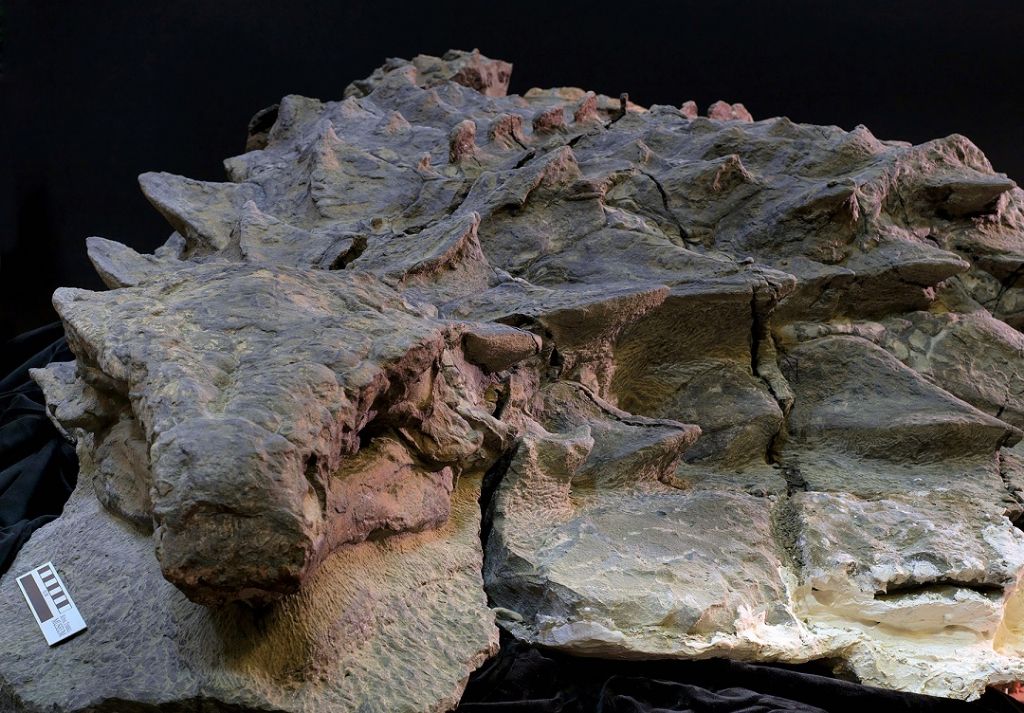 가장-완벽한-공룡화석-2-이미지