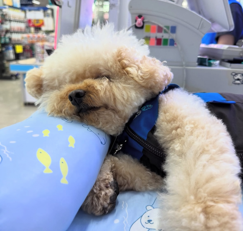 실시간-난리난-편의점에서-이불깔고-베개베고-누워있는-점장-4-이미지