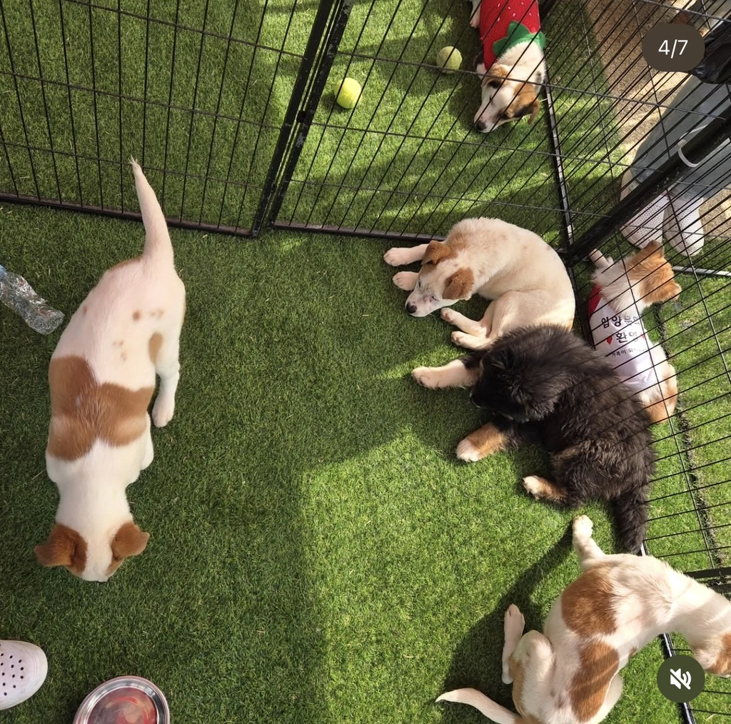 논산딸기축제-가면-제일-먼저-줄서야하는-부스.jpg-8-이미지