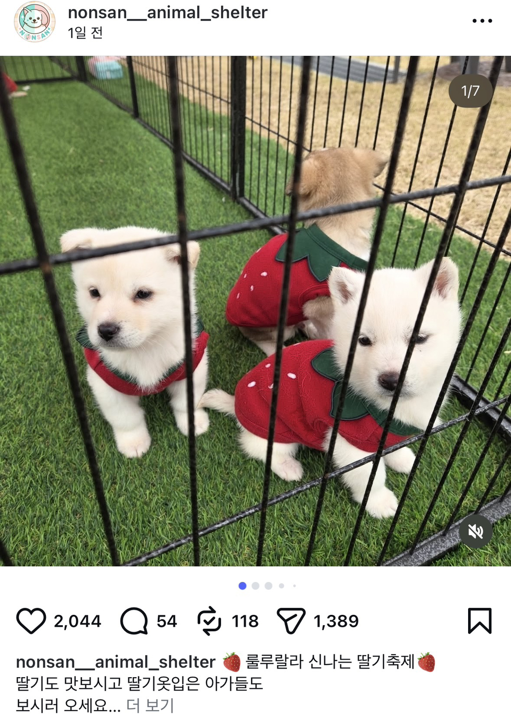 논산딸기축제-가면-제일-먼저-줄서야하는-부스.jpg-1-이미지