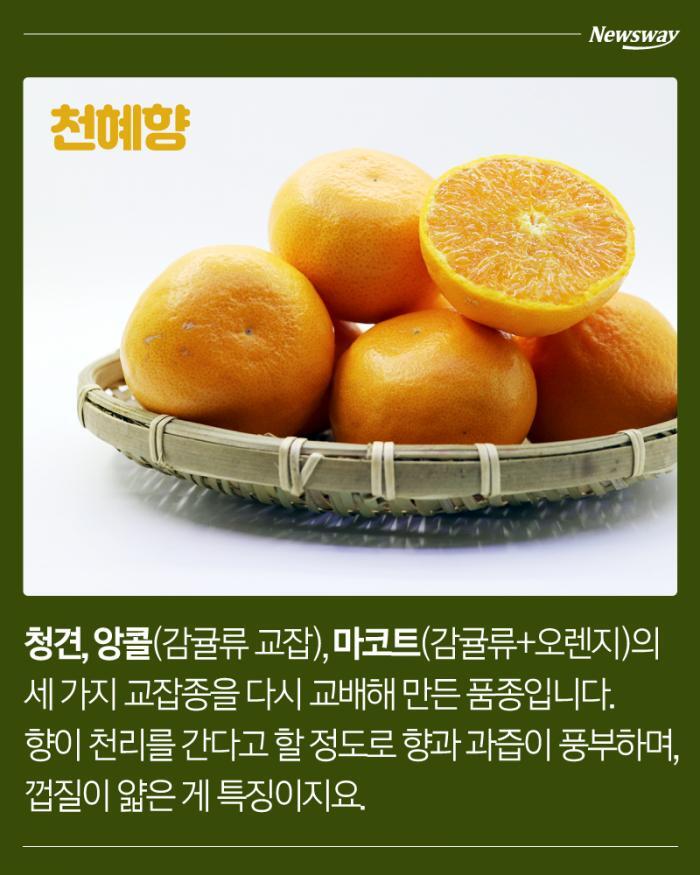 한라봉,-천혜향,-레드향,-황금향의-차이.jpg-1-이미지