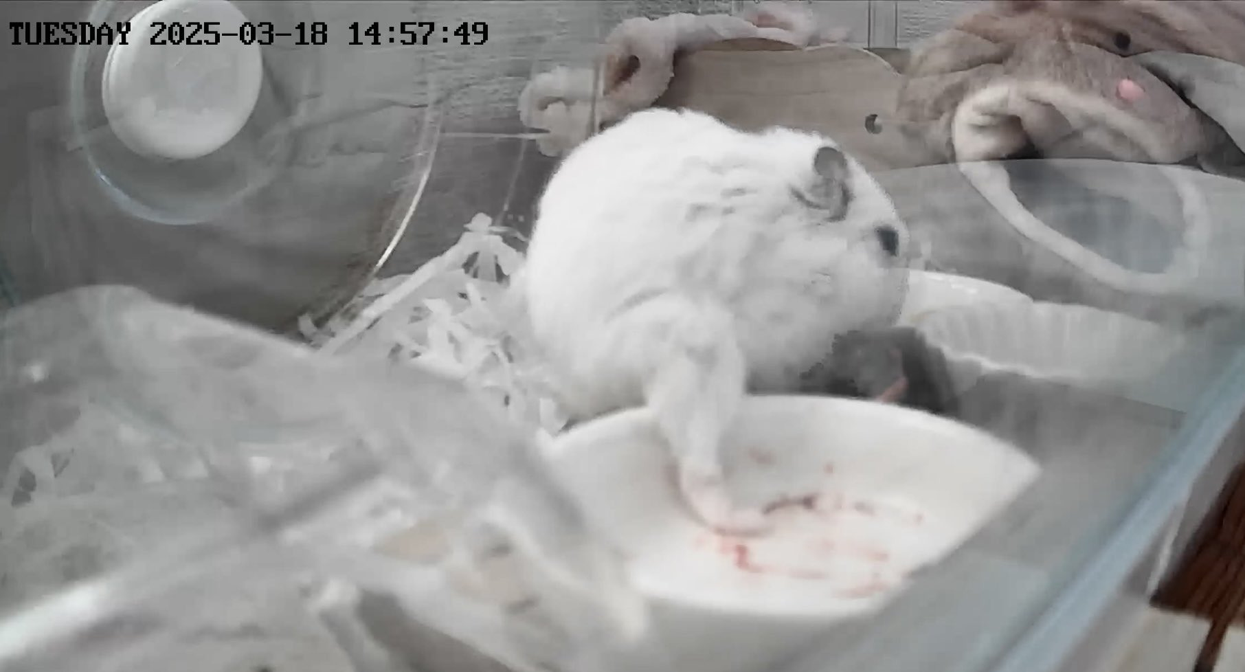 햄스터-다리-🦵-0-이미지