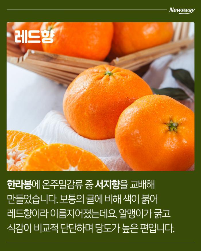 한라봉,-천혜향,-레드향,-황금향의-차이.jpg-2-이미지