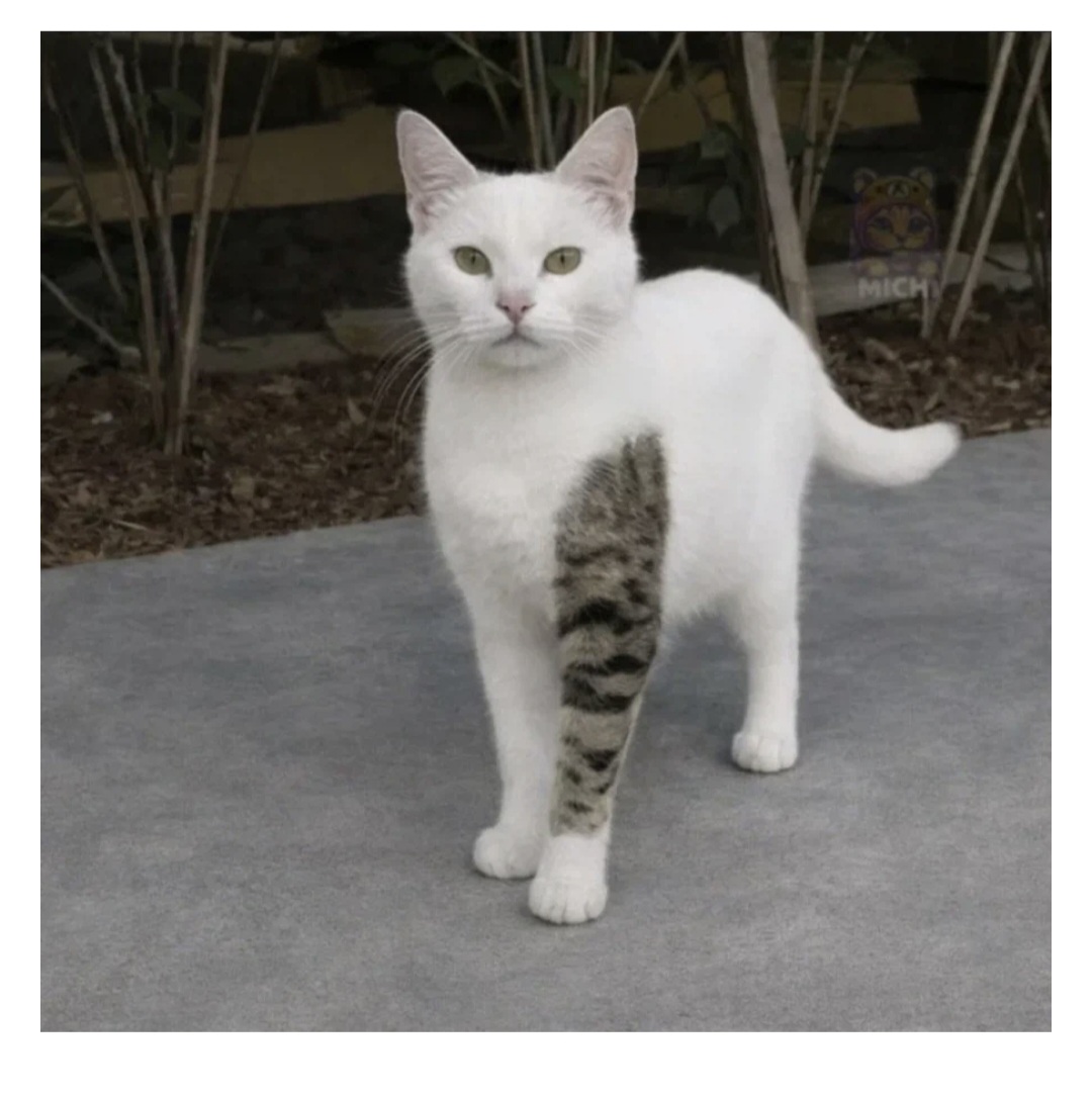 요즘-냥이들-무섭네요..-0-이미지