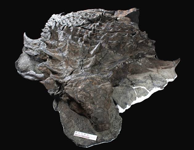 가장-완벽한-공룡화석-3-이미지