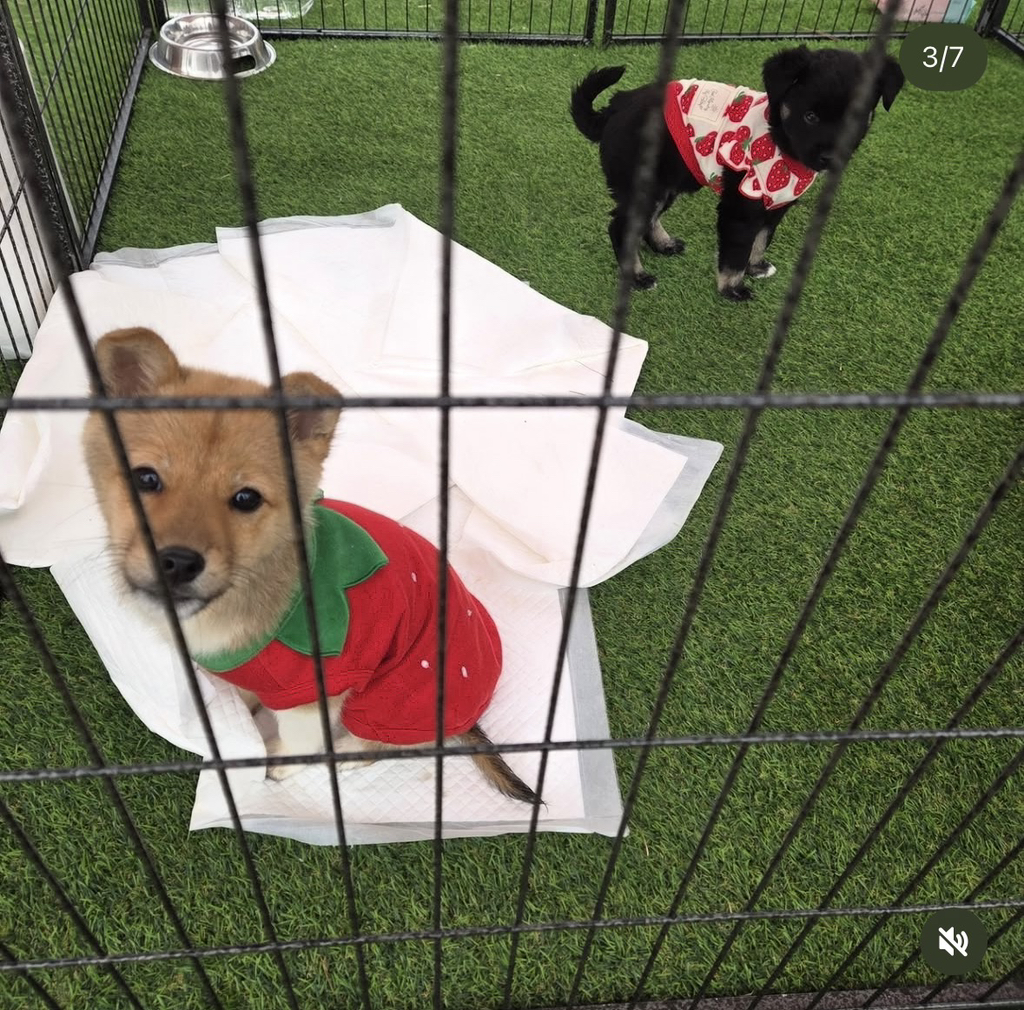 논산딸기축제-가면-제일-먼저-줄서야하는-부스.jpg-3-이미지