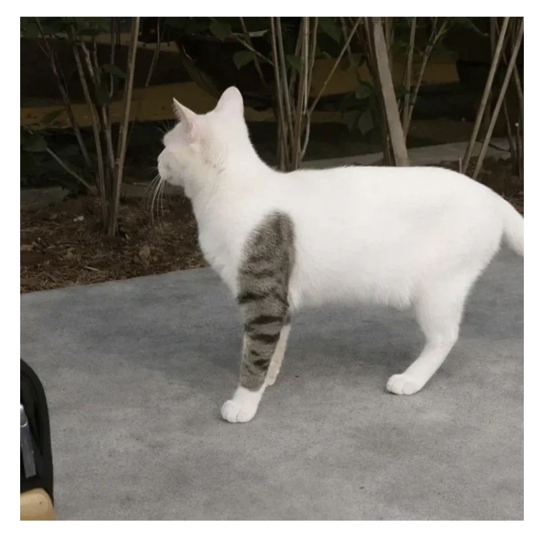 요즘-냥이들-무섭네요..-1-이미지