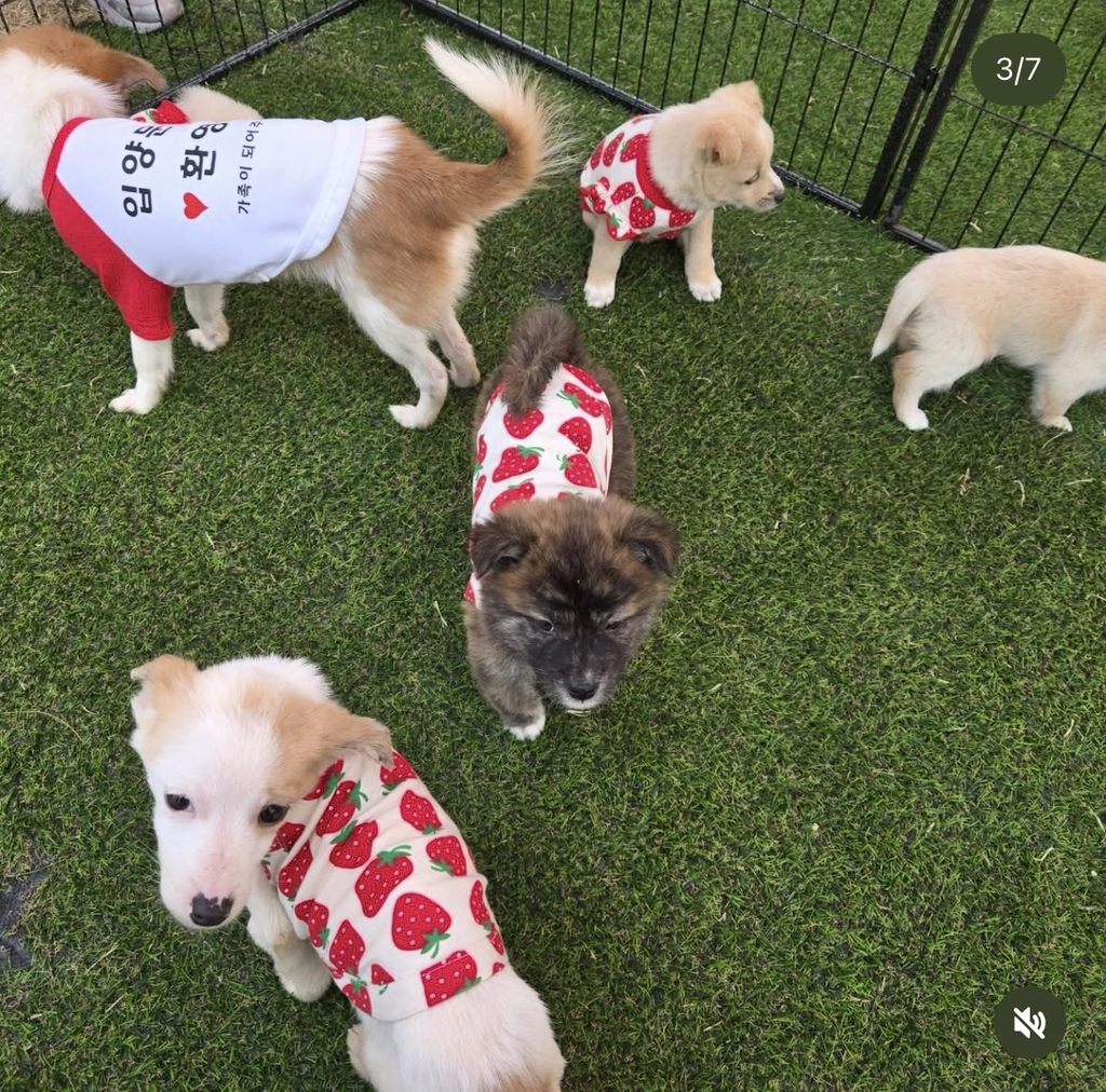 논산딸기축제-가면-제일-먼저-줄서야하는-부스.jpg-4-이미지