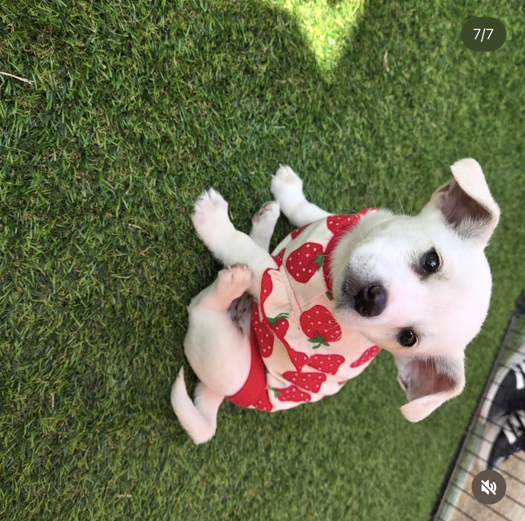 논산딸기축제-가면-제일-먼저-줄서야하는-부스.jpg-7-이미지