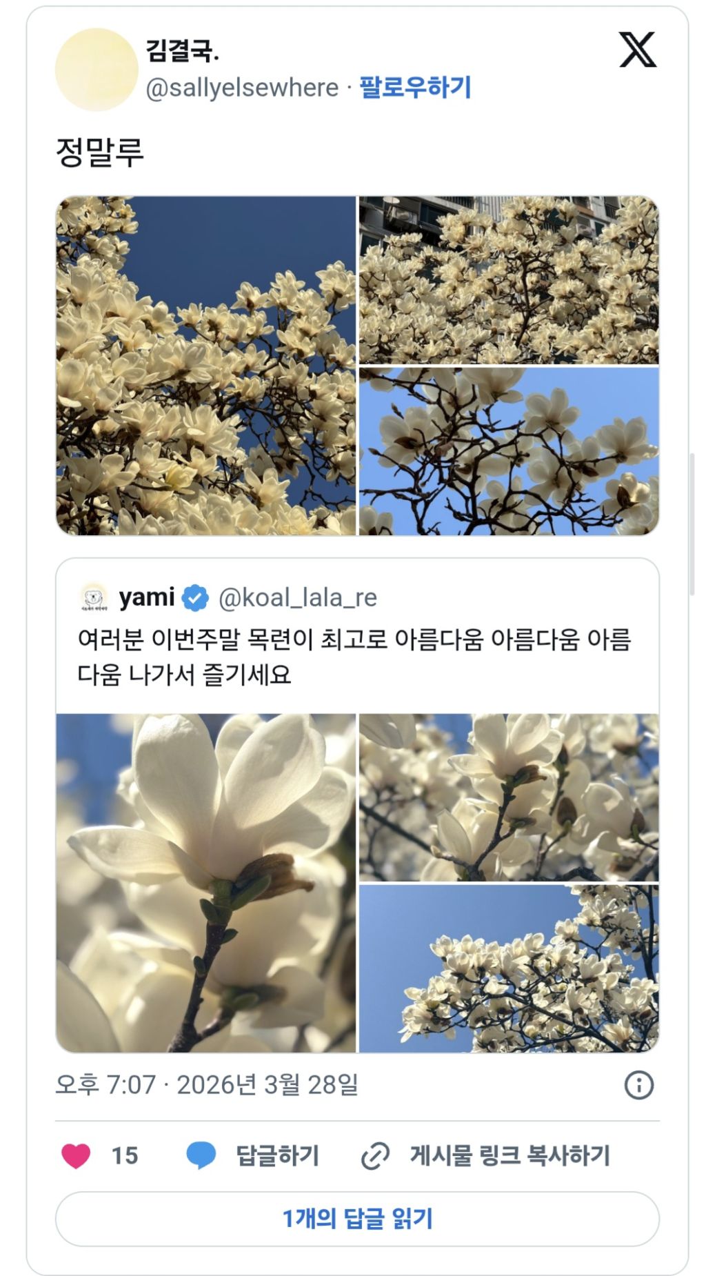여러분-이번주말-목련이-최고로-아름다움-나가서-즐기세요.twt-5-이미지