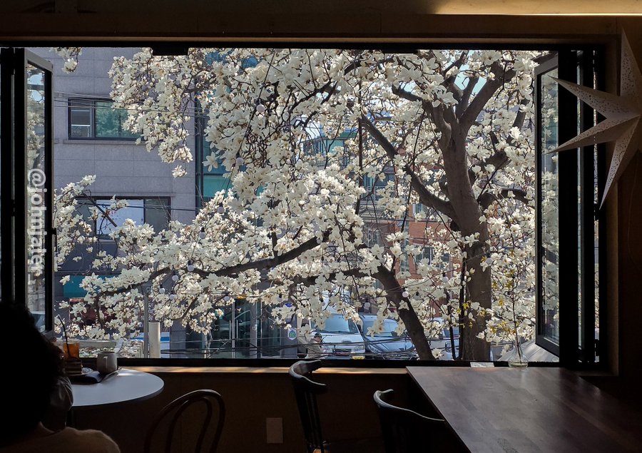 여러분-이번주말-목련이-최고로-아름다움-나가서-즐기세요.twt-7-이미지