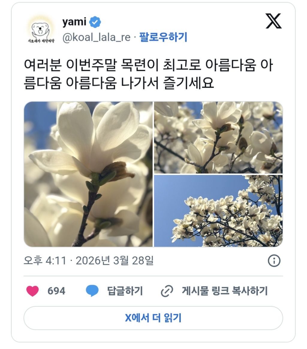여러분-이번주말-목련이-최고로-아름다움-나가서-즐기세요.twt-0-이미지