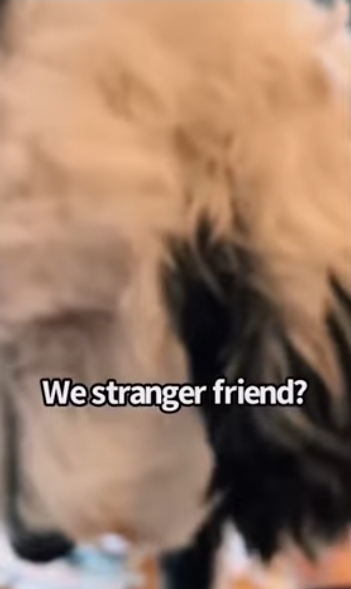 집사에게-예전에-개였냐고-물어보는-버니-🐶-37-이미지