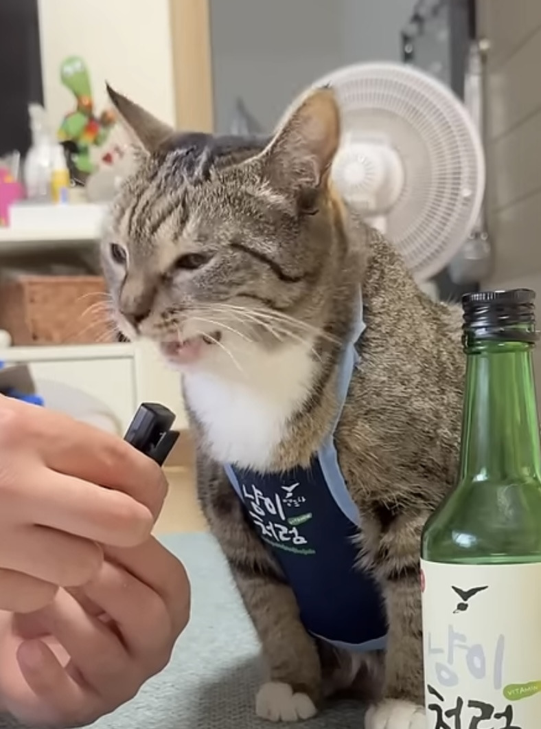 육묘-난이도-최하인-고양이.jpg-7-이미지