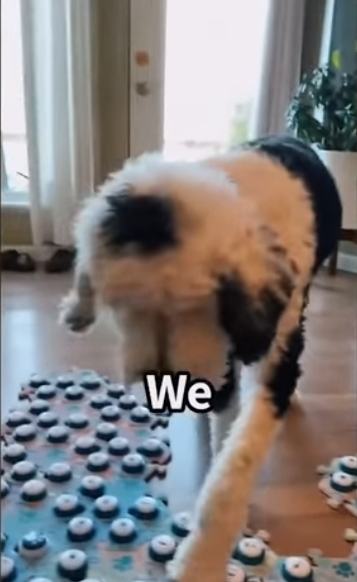 집사에게-예전에-개였냐고-물어보는-버니-🐶-32-이미지