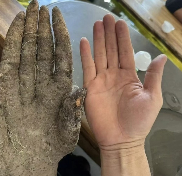 “시신인-줄-알고-식겁”…밭에서-나온-손-모양-정체는?-1-이미지