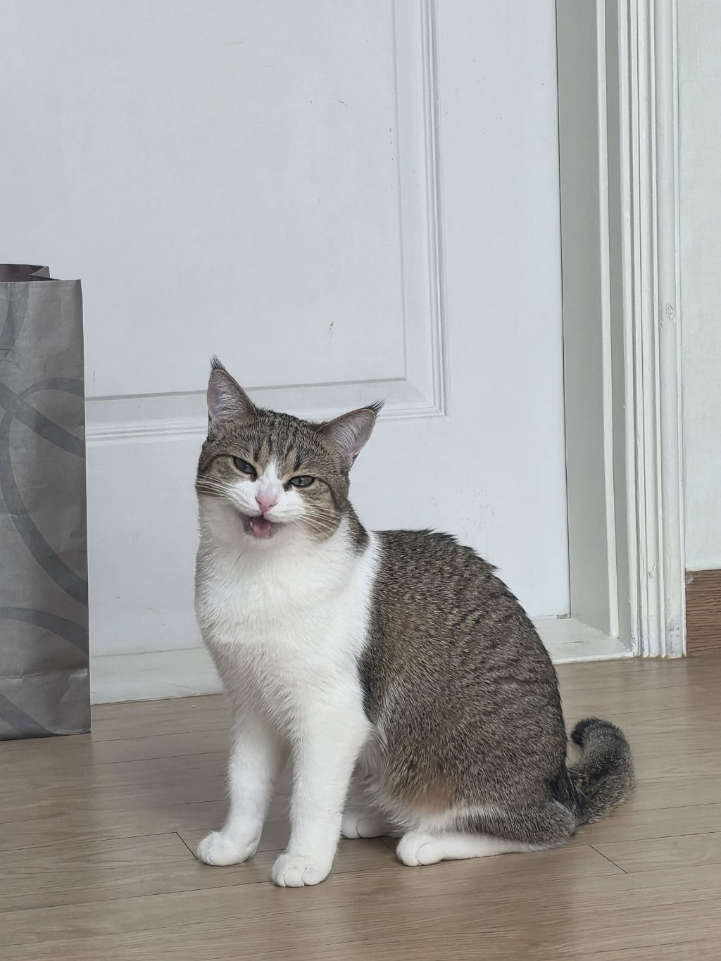 자동-장난감으론-우리-고양이-만족을-못-시키네..-4-이미지