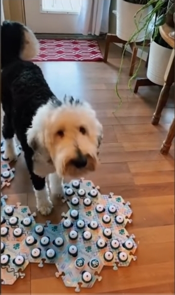 집사에게-예전에-개였냐고-물어보는-버니-🐶-16-이미지