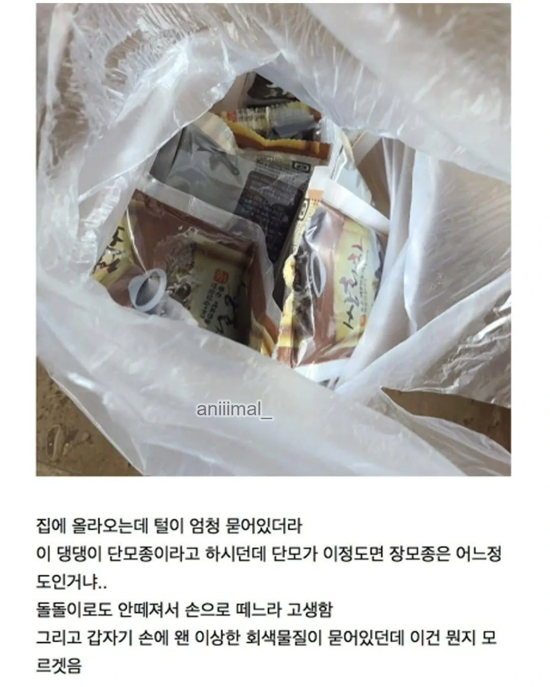 아파트에-왠-댕댕이가-돌아다니는데-어캄-10-이미지