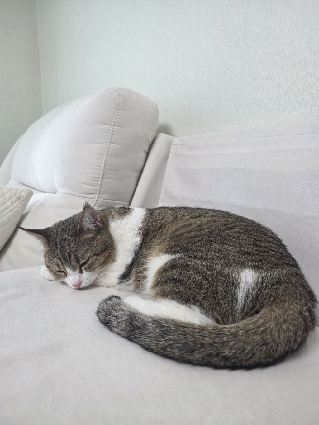 자동-장난감으론-우리-고양이-만족을-못-시키네..-5-이미지