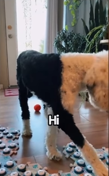 집사에게-예전에-개였냐고-물어보는-버니-🐶-35-이미지