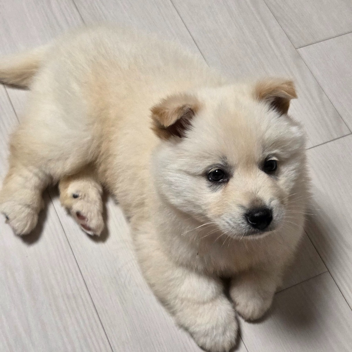 새끼-진도-믹스-0-이미지