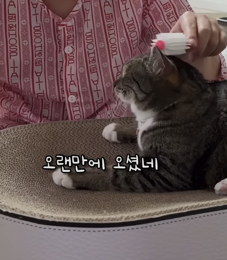 육묘-난이도-최하인-고양이.jpg-8-이미지
