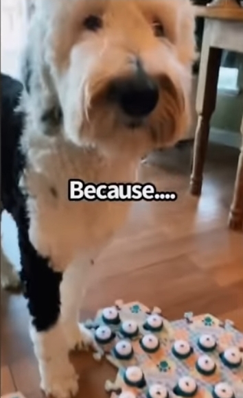 집사에게-예전에-개였냐고-물어보는-버니-🐶-21-이미지