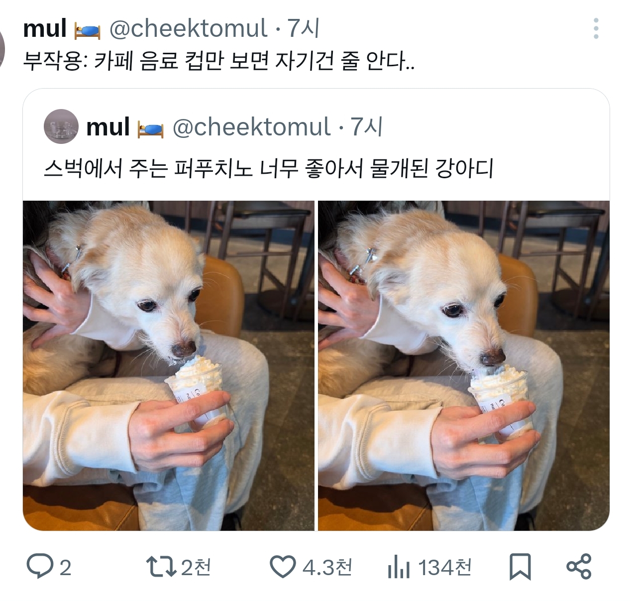 스벅에서-주는-퍼푸치노-너무-좋아서-물개된-강아디-0-이미지