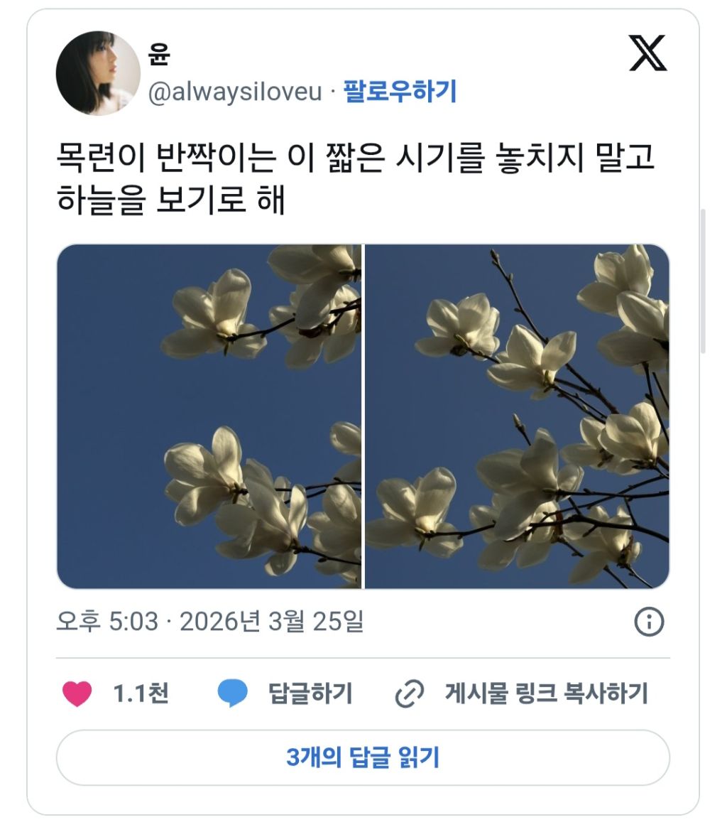여러분-이번주말-목련이-최고로-아름다움-나가서-즐기세요.twt-4-이미지