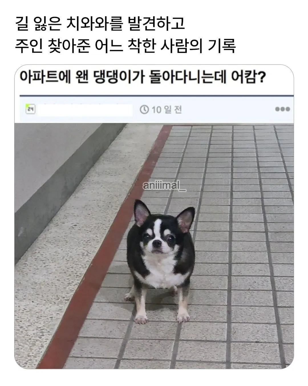 아파트에-왠-댕댕이가-돌아다니는데-어캄-0-이미지