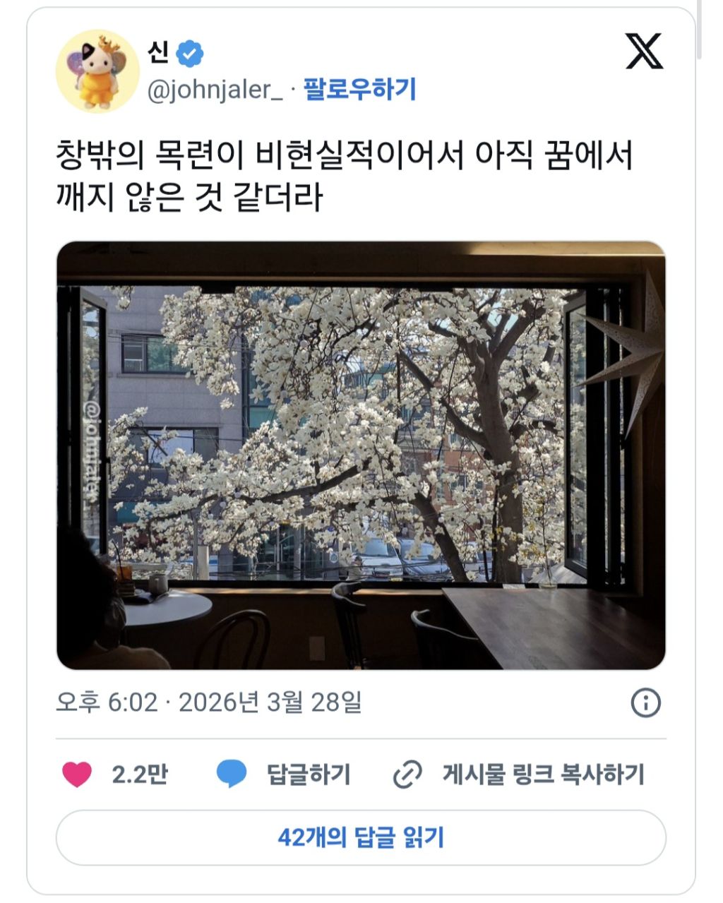 여러분-이번주말-목련이-최고로-아름다움-나가서-즐기세요.twt-2-이미지