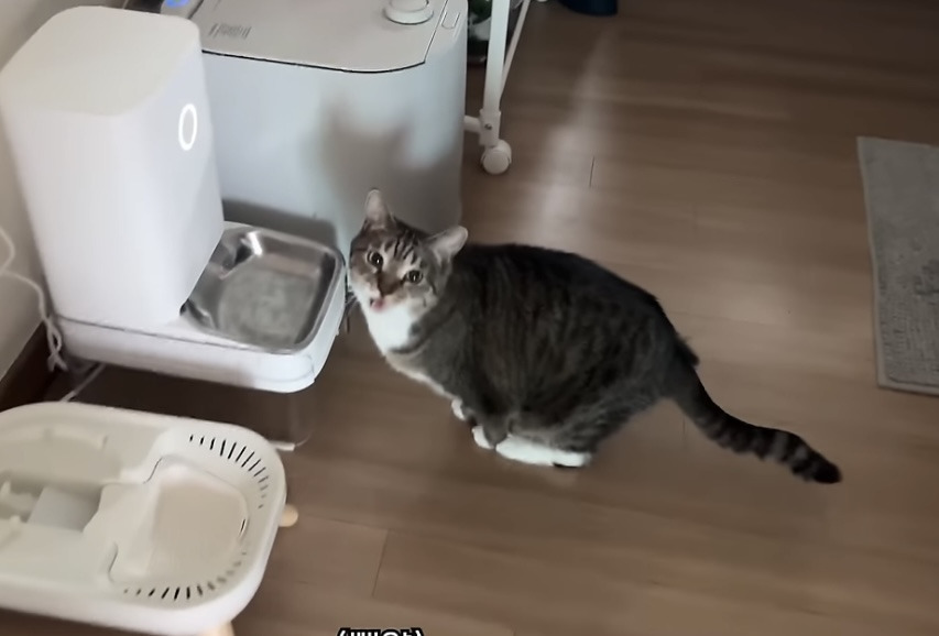 육묘-난이도-최하인-고양이.jpg-19-이미지