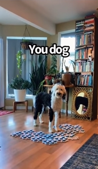 집사에게-예전에-개였냐고-물어보는-버니-🐶-28-이미지